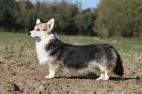 CORGI PEMBROKE 674